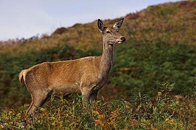 《心灵杀手2》升级档发布 音画不同步问题得以解决