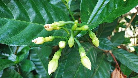 《深岩银河：幸存者》年内以抢先体验形式推出